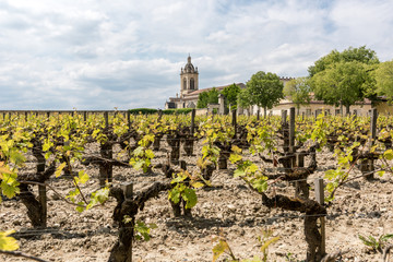 Vignoble à Margaux (Médoc, France), près de Bordeaux	