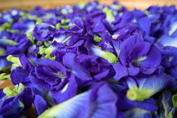  Pea flowers