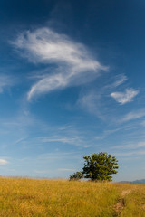 Fototapeta na wymiar Field over an hill ,tree and deep blue sky with clouds.
