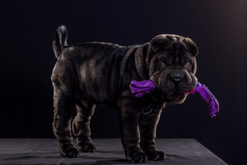 Black Shar Pei on black background