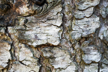 bark of a tree