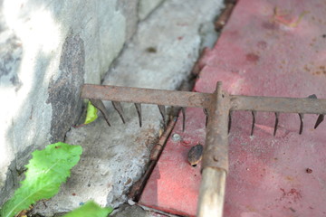 Lying rake on the ground 