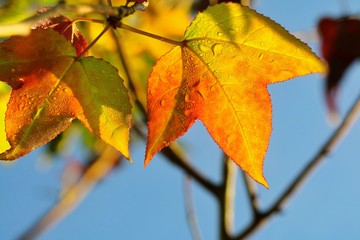 Fototapeta premium Close up orange and red maple leaf with colorful leaves and blue sky in autumn background. Nature concept.
