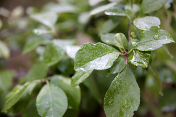 Beautiful green leaf after rain