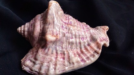 sea shell on black background