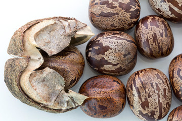 Rubber Seeds (Hevea brasiliensis) isolated on White Background