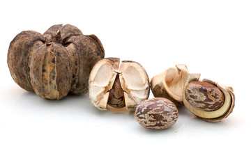 Rubber Seeds (Hevea brasiliensis) isolated on White Background