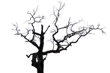  Dead tree isolated on white background