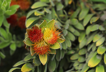 Banksia Pflanze