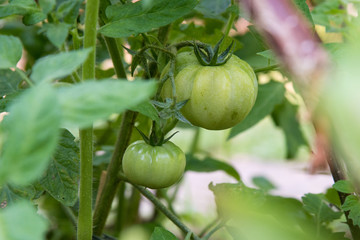 tomate verte