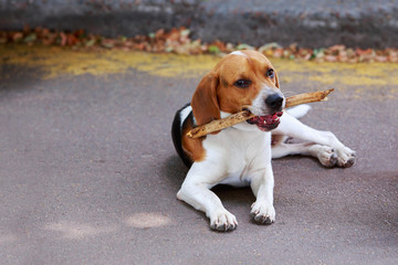 The dog breed American Foxhound