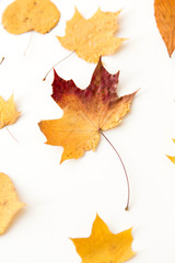 nature, season and botany concept - different dry fallen autumn leaves on white background