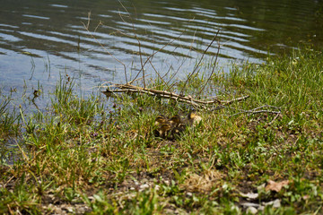 Entenkinder am Ufer