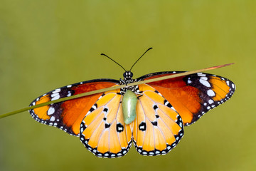 Amazing moment ,Monarch Butterfly , caterpillar, pupa and emerging with clipping path.
