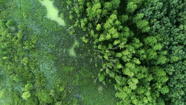 Park reservation or wildlife sanctuary. Flying over green forest and swamp landscape. Aerial view