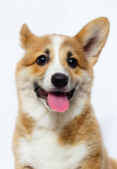 cute welsh corgi puppy smiling