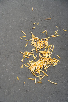 French Fries Crushed On The Sidewalk, Top View