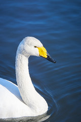 Obraz premium オオハクチョウ 右向き 泳ぐ