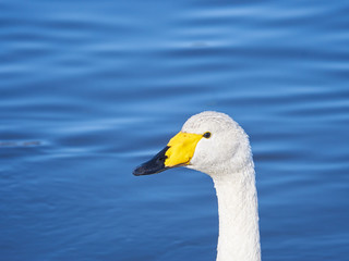 白鳥　アップ　顔