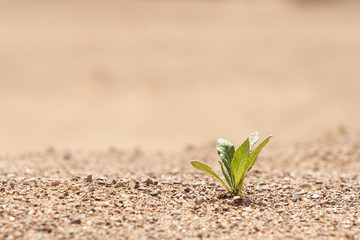 Young seedling growing in a desert sand. The concept of survival. Photo with copy space.