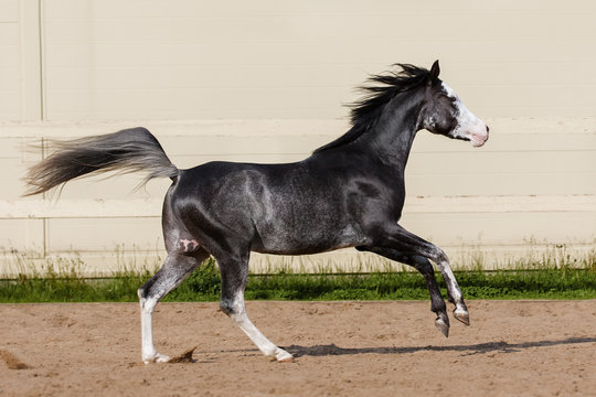 Beautiful black arabian horse run in paddock on the sand background	
