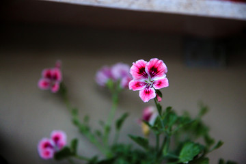 Beautiful bright flower geranium in a pot