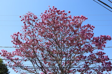 Ipe tree blooming and a beautiful blue sky