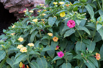 Four-o-clocks in the garden