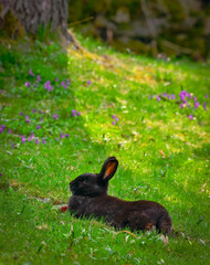 black bunny enjoys the nature in the middle of violets - easter - spring