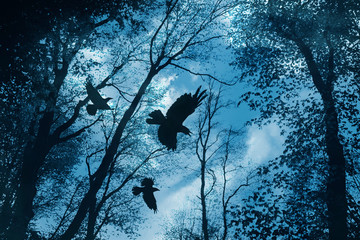 black crows flying in dark mysterious forest