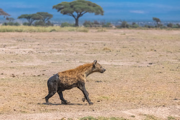 Naklejka na ściany i meble hyena covered with mud running in the savannah