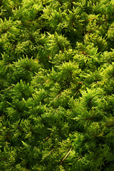 Natural moss background, macro image.