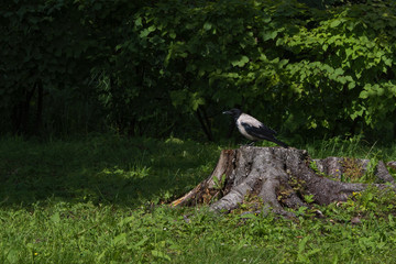 Crow sitting on a stump against a green forest