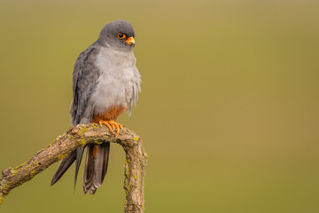 Western Red-footed falcon perched on branch