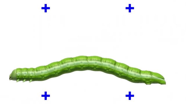 Green caterpillar crawling on white backdrop with motion tracking markers on background. Seamless loop 3D animation with alpha matte.