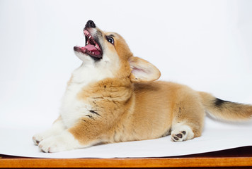 angry puppy shows teeth, welsh corgi