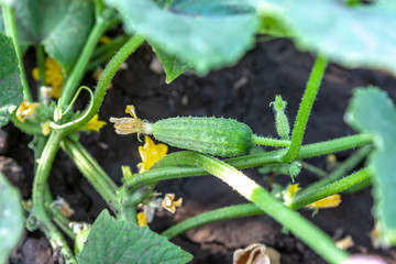 Obraz premium fresh cute green cucumber on a bed. healthy vegetarian eating and farming concept.