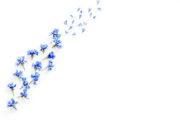 Field flowers design with blue cornflowers on white background top view mockup