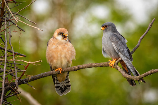 Couple of Western Red-footed falcons perched on branch next to an old magpie's nest where they plan to breed