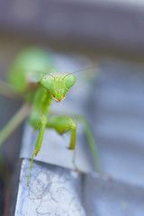 カマキリの顔　アップ　正面