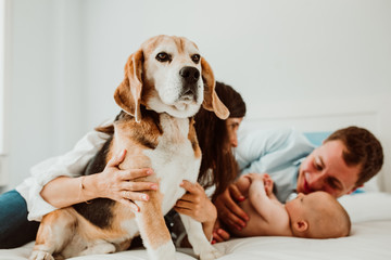 .Sweet family playing at home with their little baby on the bed while their beagle dog take care of them. Children and dogs a relationship of love. Lifestyle