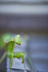カマキリ　アップ