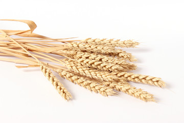spikelets of wheat on a white background