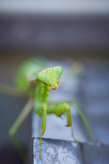 カマキリの顔　アップ　正面