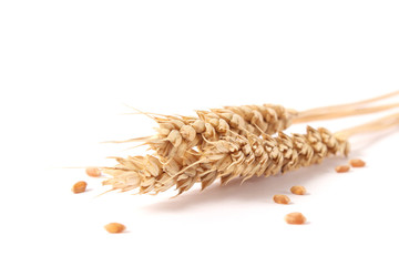 spikelets of wheat on a white background