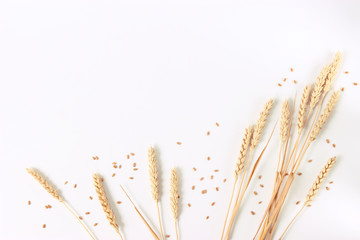 spikelets of wheat on a white background - obrazy, fototapety, plakaty
