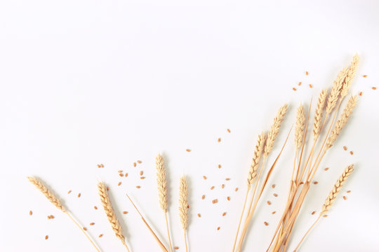 spikelets of wheat on a white background