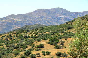 Olive plantations Crete, Greece, Europe