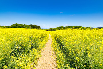Obraz premium 菜の花畑の丘の道