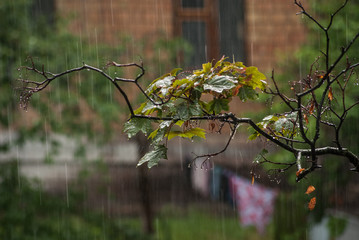 Maple branch under the summer rain in the daytime, short exposure